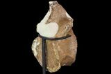 Fossil Plesiosaur Vertebra With Metal Stand - Goulmima, Morocco #89801-3